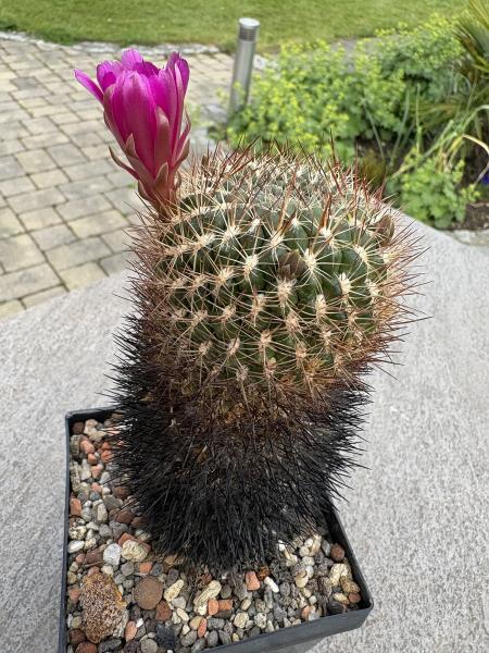 Sulcorebutia spec.